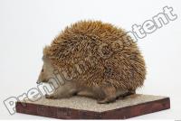 Hedgehog - Erinaceus europaeus 0008